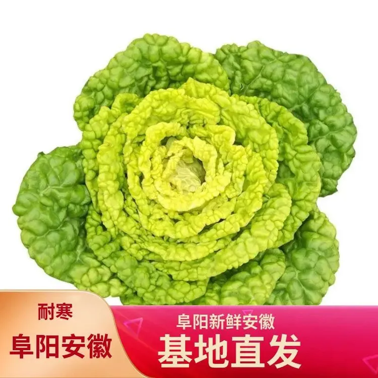 【阿玲专属】安徽阜阳露天黄心菜乌白菜青菜菊花菜现挖现发纸箱包邮