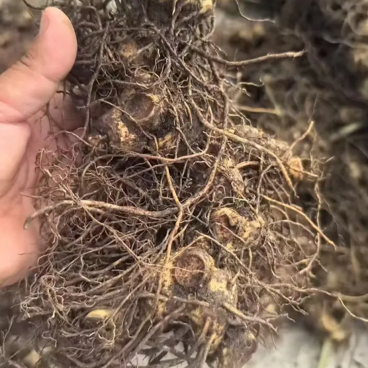 9蒸9晒救穷草山姜野生山货仙人余粮老虎姜可搭配枸杞煲汤煮水