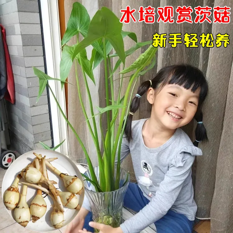 慈姑种根种苗茨菇挺水水草水族装饰净化鱼缸水培新款植物中后景商品图