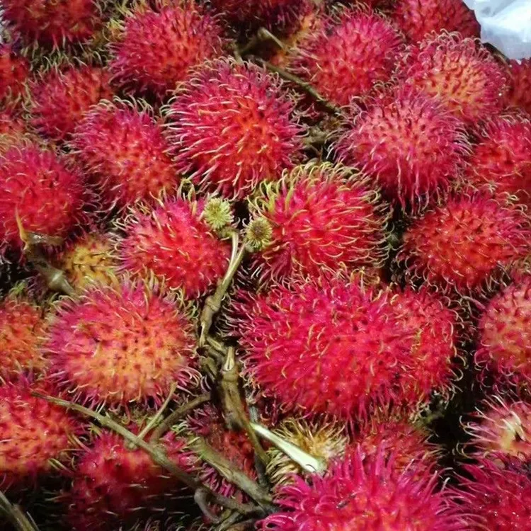 新鲜红毛丹水果热带精选批发毛荔枝红丹现摘现海南当季冷链包邮
