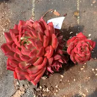 277杂交精品基地13厘米