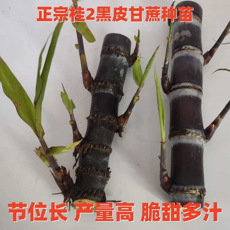 广西黑皮甘蔗种黄皮白玉特甜甘蔗种苗种子盆栽小苗种植水果甘蔗苗