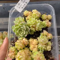 云糖心多肉植物391