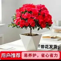 红宝石杜鹃花四季盆栽好养易活室内客厅庭院匀可养护