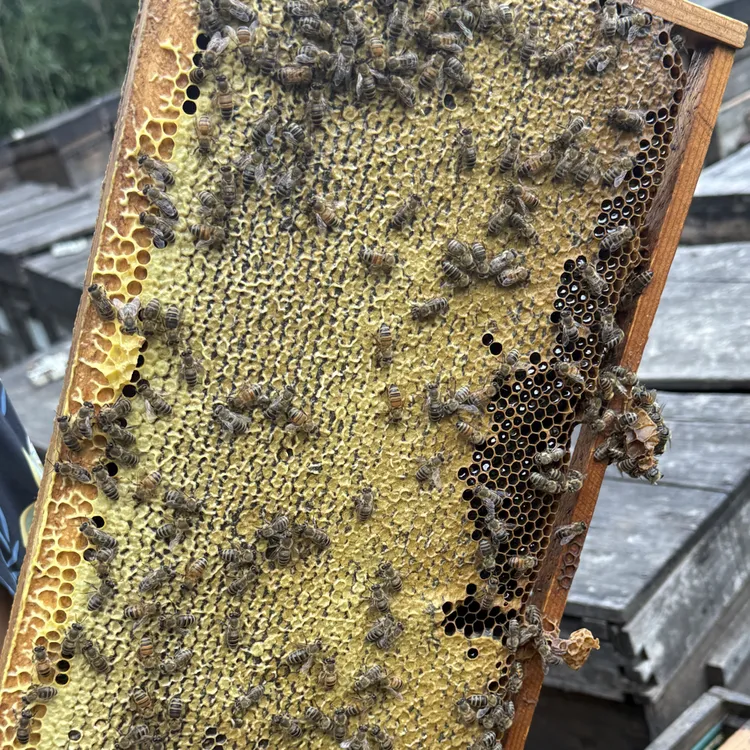 2-3年封盖老巢蜜里面是向日葵蜜（很甜全是蜜还有花粉）