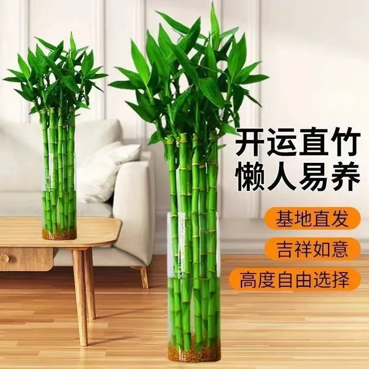 新疆包邮 开运竹（开心竹）带根高度70cm以上 昌吉农业博览园培育