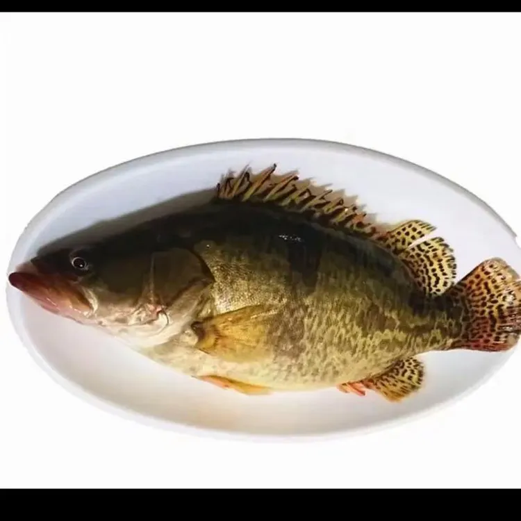 东北冷水鳌花2 条3到3.5斤