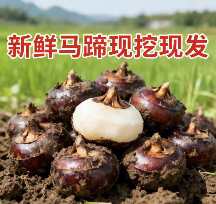 贵州锦屏新鲜马蹄荸荠农家特产马蹄果荸荠水果