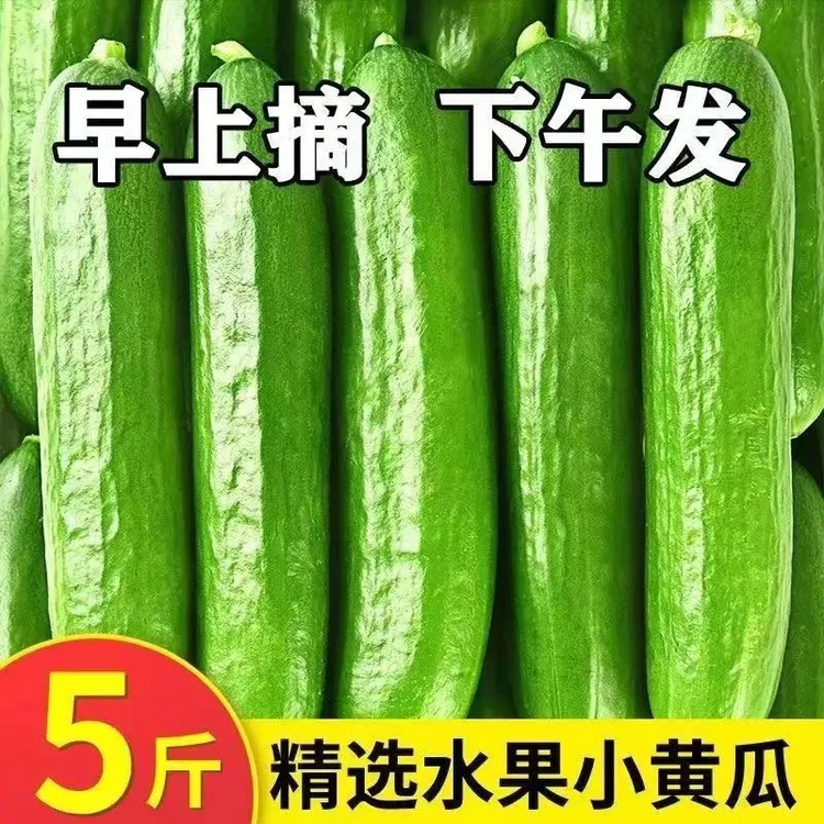 山东寿光新鲜无刺水果小黄瓜现摘即食生吃清甜爽口