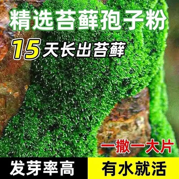 苔藓孢子粉四季鲜活青苔绿植短绒吸水石种子微景观盆景造假山草籽商品图
