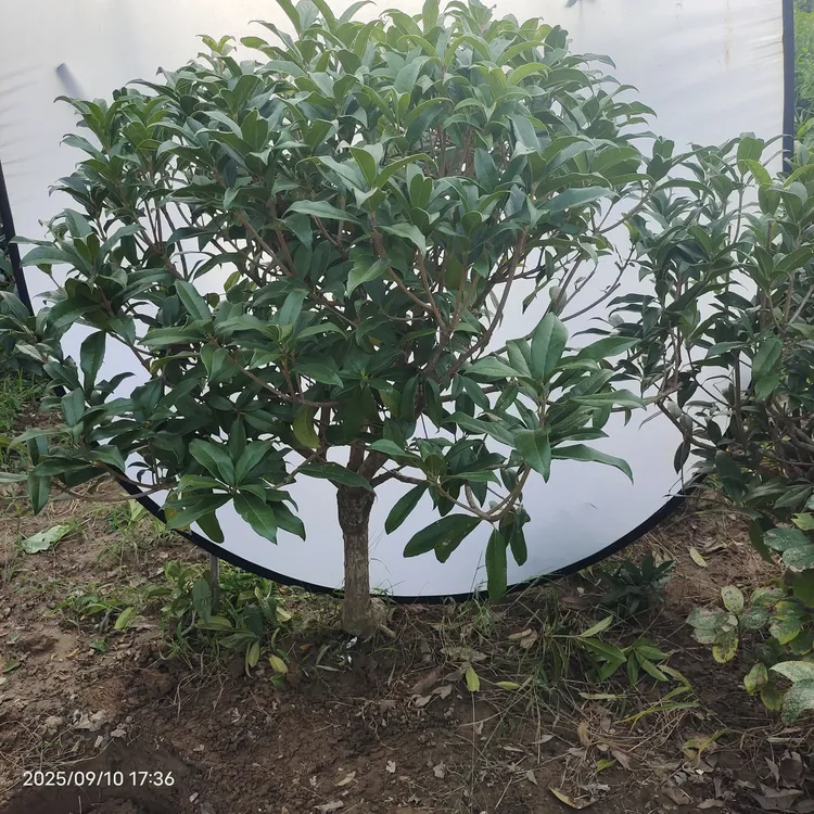 清地放漏桂花树苗浓香型适合室内外庭院阳台种植花卉绿植
