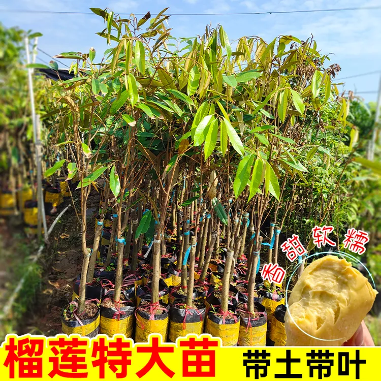榴莲树苗正宗嫁接猫山王金枕榴莲果树果苗南方种植直生苗地栽高产