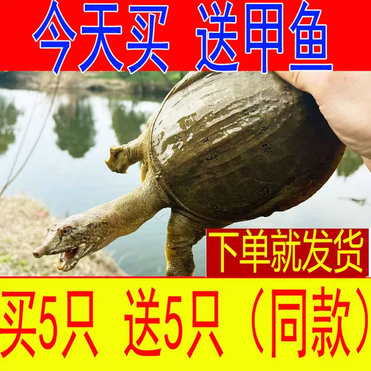 【大促销 买5只送5只】鲜活食用甲鱼包活送到 死了包赔小甲鱼苗