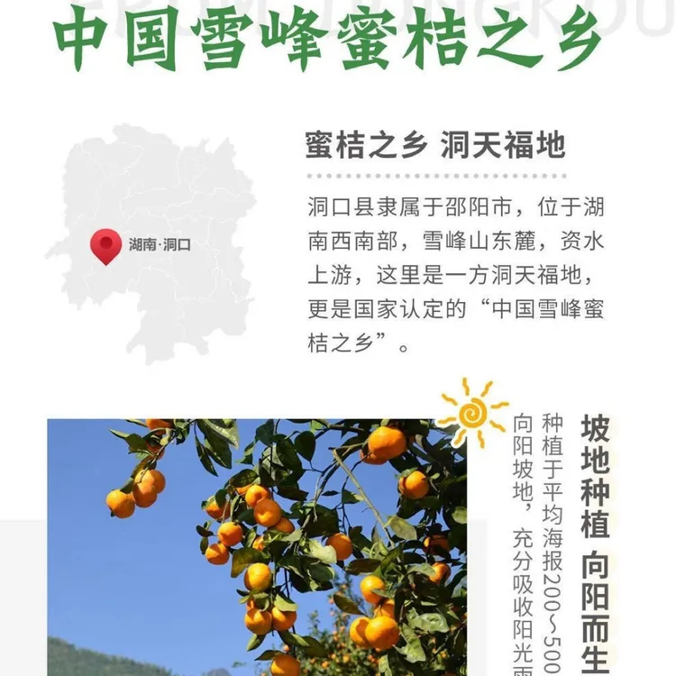 应季新鲜皮薄无打蜡高山橘子产地直发洞口雪峰蜜橘