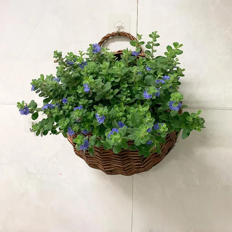 挂篮壁挂花盆藤编花篮吊篮编织吊兰墙上悬挂篮子墙壁挂壁壁挂式