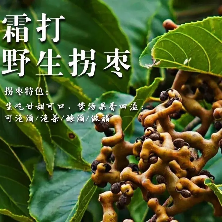 野生干拐枣现摘现发可泡酒可生吃的云南鸡爪梨万寿果