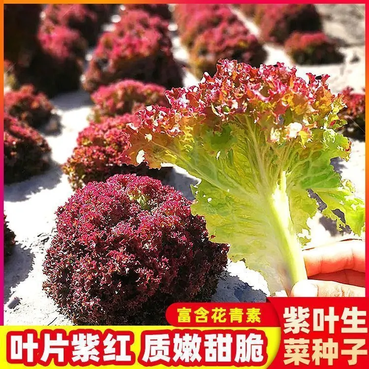 紫叶生菜种子有机沙拉菜种子四季种植耐寒热庭院大田蔬菜种子菜籽