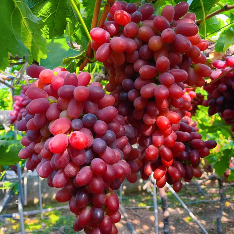 大凉山克伦生无籽红提葡萄新鲜水果整串顺丰包邮3斤5斤克瑞森