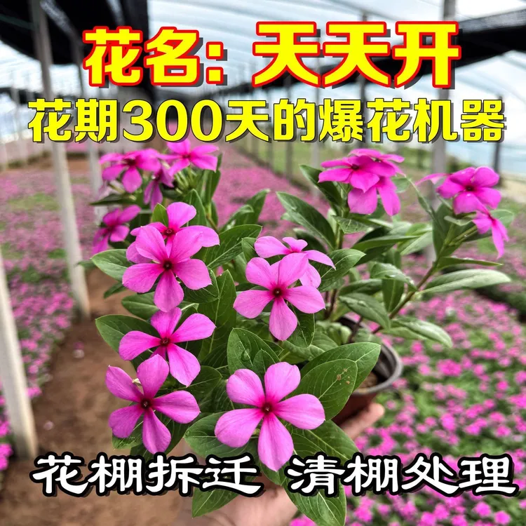 天天开盆栽长春花玫红色耐热耐晒四季常青五叶梅阳台客厅观花植物