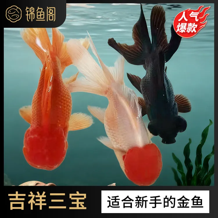 观赏鱼丹顶金鱼红狮头红鎏金黑龙睛花元宝好养好活泰狮混搭