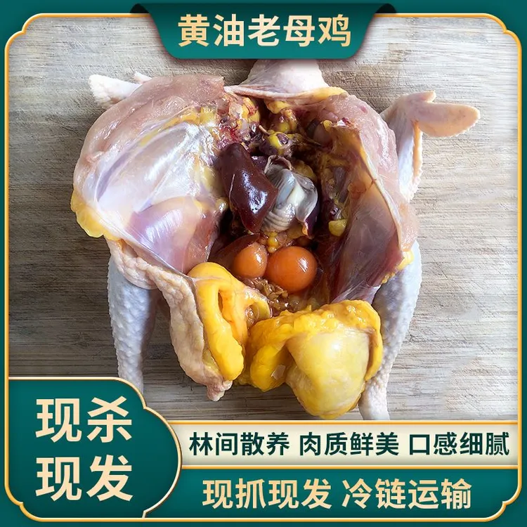 现杀现发正宗农场散养黄油老母鸡2年以上单只1250g（2斤半左右）