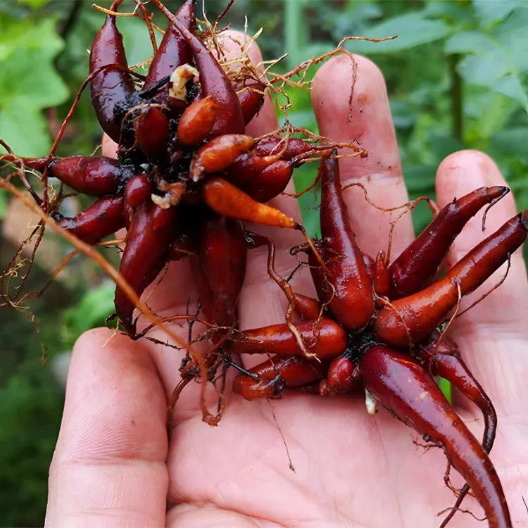 贵州新鲜红活麻生鲜小红麻 水煎浸酒红头麻红线麻红禾麻非黔天麻