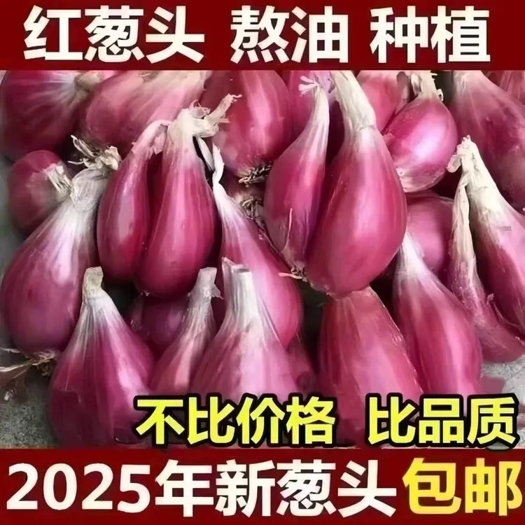 【可种可食】红葱头干葱头火葱正宗新鲜小小葱可熬油种植