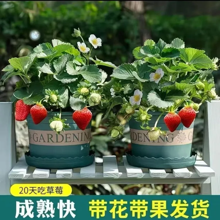 带花带果加仑盆原盆原土草莓苗奶油草莓四季草莓苗阳台室内外盆栽