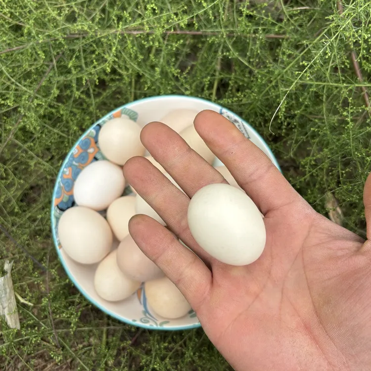 50枚正宗散养土鸡蛋~槐树岗初生蛋,建议儿童辅食(鸡蛋小营养高)