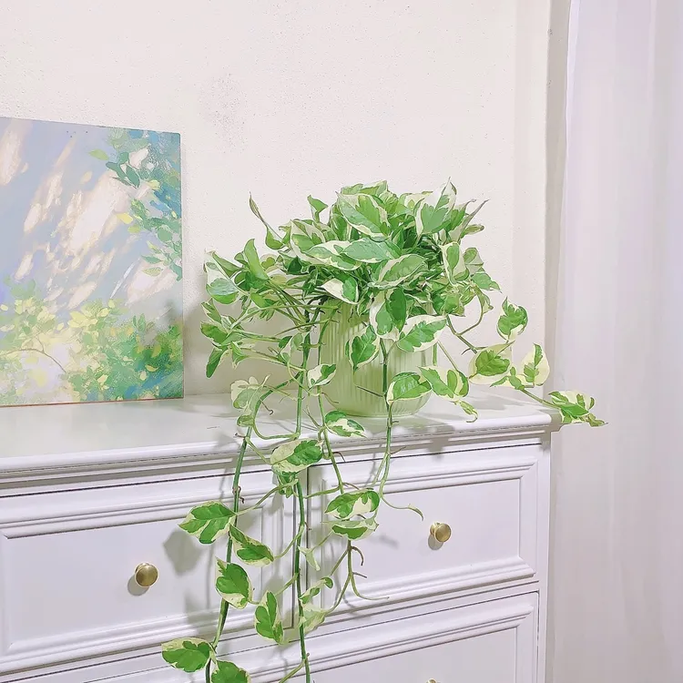 雪花葛长藤去甲醛爬藤垂吊兰室内挑选网红北欧风好养室内花卉盆栽