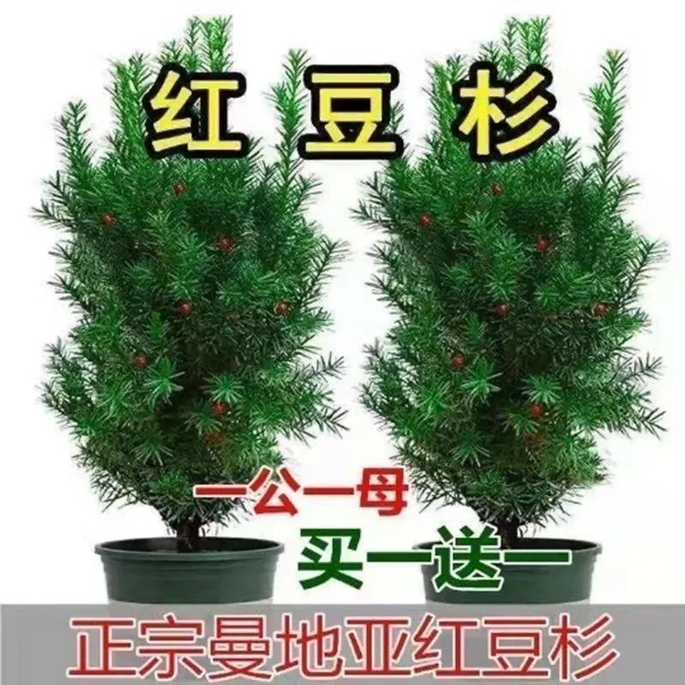 正宗红豆杉曼地亚红豆杉盆栽植物室内耐寒结果红豆杉树苗四季常青