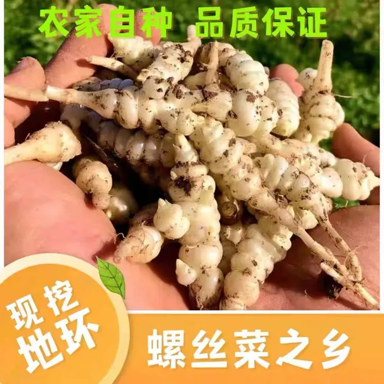 甄选新鲜螺丝宝塔菜地环地牯牛玉环农家蔬菜包邮可做泡菜农产食品