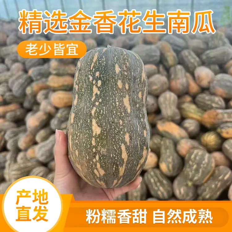  现摘原产地直发金香花生南瓜软糯香甜适合孕妇宝宝辅食5斤10斤