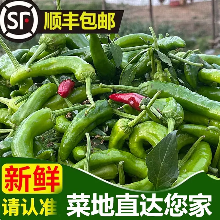 【菜地直发】赣南农村 新鲜薄皮辣椒青椒产地直发香辣可口顺丰包邮