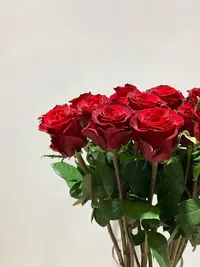 婵姐优选   传奇单头玫瑰鲜切花