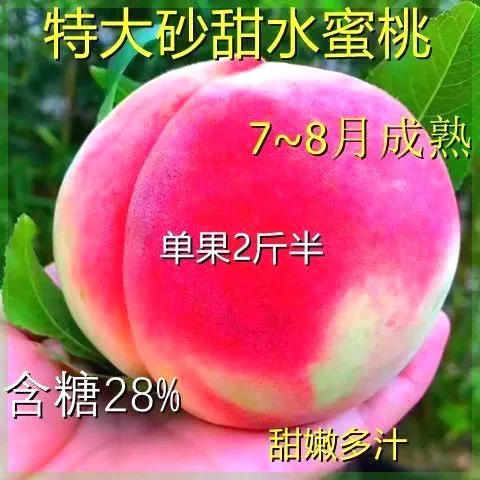 桃树苗新品种特大果树苗嫁接水蜜桃树苗砂甜水蜜桃苗南北方种植果