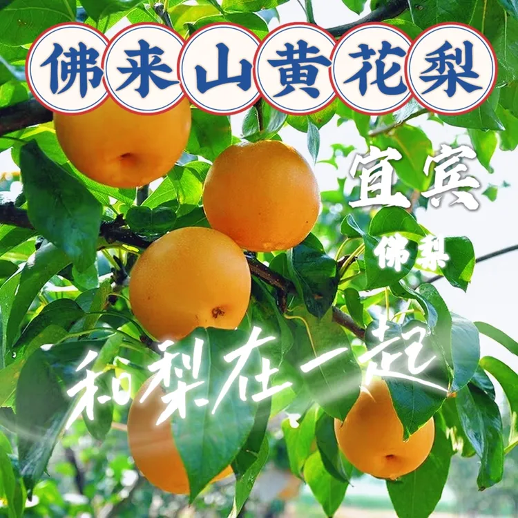 【顺丰包邮】四川佛来山黄花梨秋月梨藤梨脆甜梨子可做冻梨
