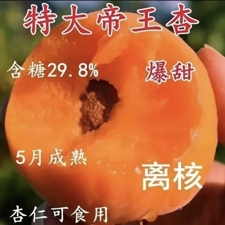 帝王杏子树苗嫁接杏树果苗盆栽地栽抗旱抗寒杏树嫁接苗特大果树苗