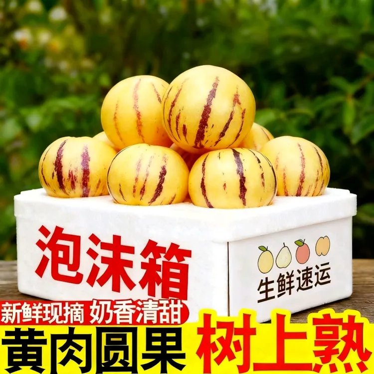 泡沫箱发货云南石林果树上自然熟圆果黄肉新鲜清甜多汁应季水果泡沫箱发货