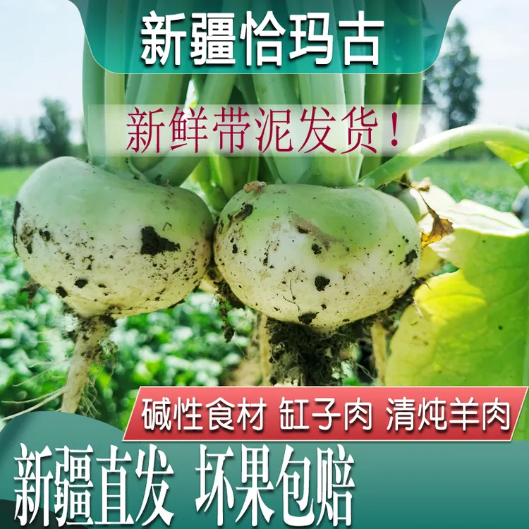 2025年新疆恰玛古新鲜孕妇碱性应季蔬菜芜菁蔓菁包邮