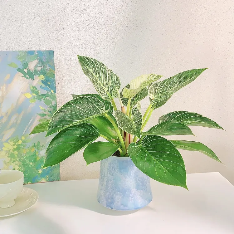 铂金钻吸毒王室内花卉绿钻盆栽室内不用晒太阳植物好室内花卉盆栽