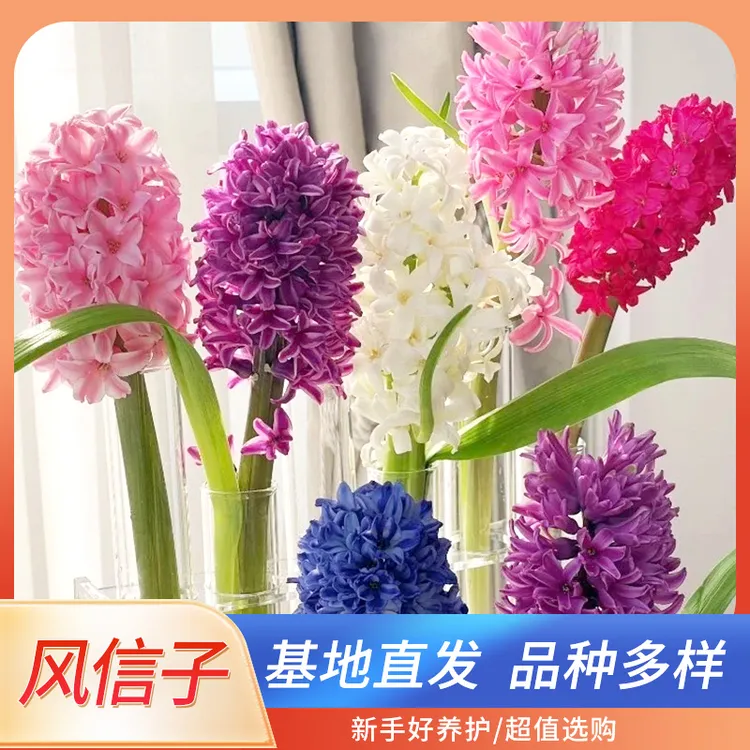 风信子室内外盆栽多年生花卉耐寒四季栽种水土培植物