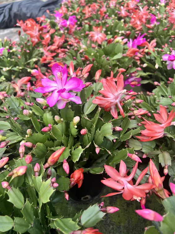 双色蟹爪兰盆栽带花苞室内阳台四季开花好养活植物