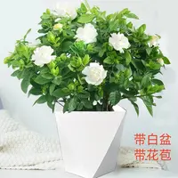 【带花苞送菱形盆】栀子花绿植四季好养客厅绿植阳台净化空气