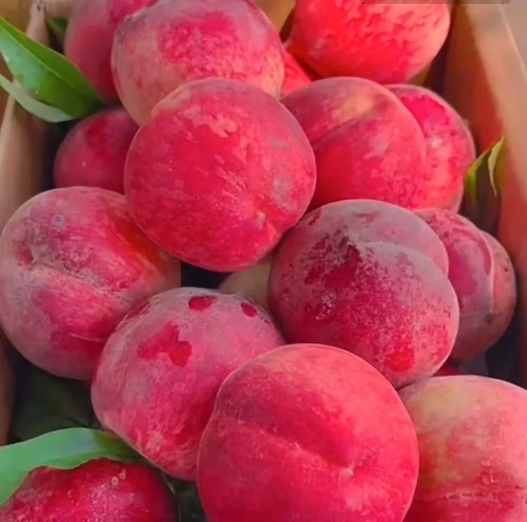 【脆甜多汁】贵州老树脆甜毛桃5斤装新鲜采摘现发新鲜的应季水果