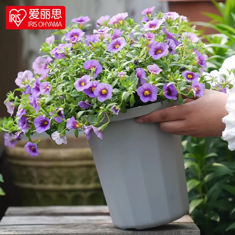 【活动3只装】爱丽思多棱形花盆加厚树脂塑料多肉月季绣球盆爱丽丝