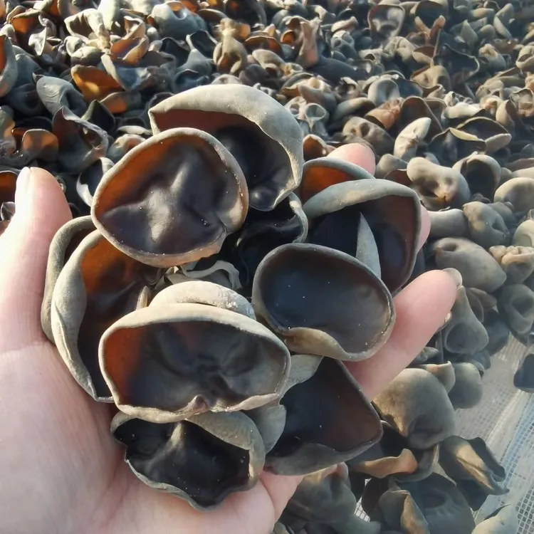 【黑木耳】2025年头茬黑木耳支持试吃50g