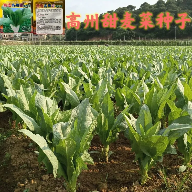 正宗高州唛菜种子高州甜麦菜籽宽叶苦麦菜苦麻菜种蔬菜种孑四季播