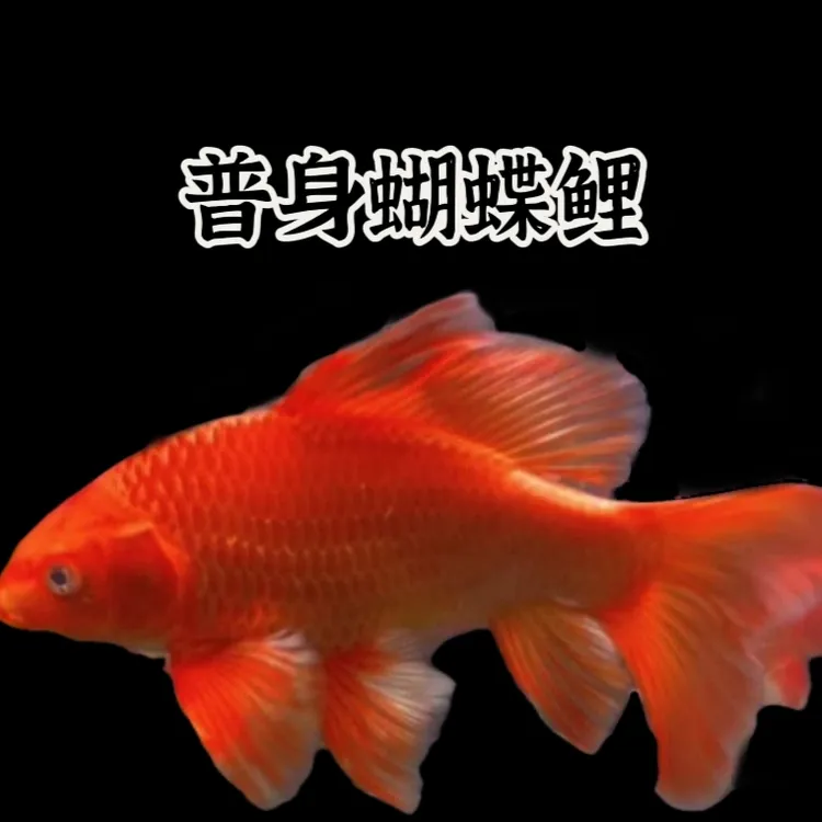 纯种普身红蝴蝶鲤冷水观赏鱼大鳍大尾好养耐活鱼塘直售现货现发