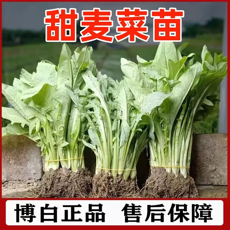 正宗广西博白甜麦菜苗易栽种新鲜带泥现拔现发软脆清甜盆栽四季栽
